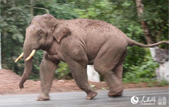 世界大象日即将到来 听听亚洲象<em>好玩或感人的</em>故事