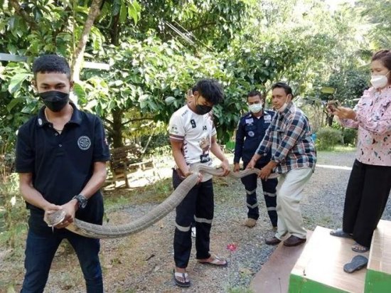 这得吓死人啊！五米长的眼镜蛇王偷跑到村民床上陪村民睡觉……