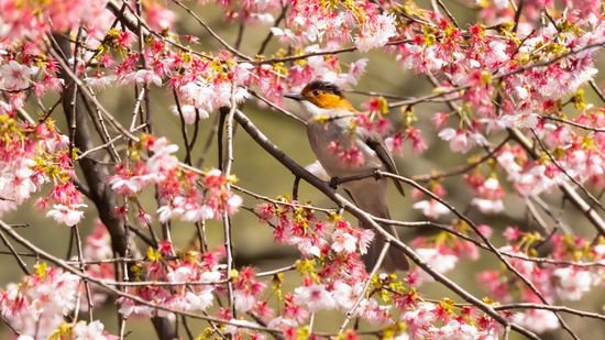 这些花鸟图惊艳了合肥的春天