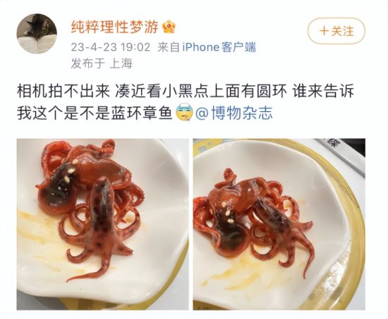 知名<em>连锁寿司店</em>吃出剧毒“蓝环章鱼”？在上海有20多家分店