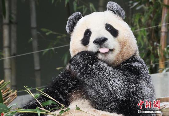 为回国做准备！大熊猫“福宝”3月3日后不再与公众见面