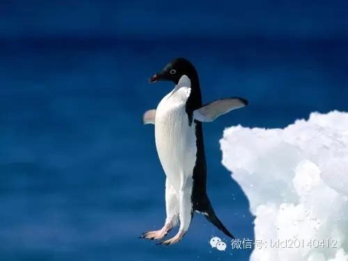 漂洋过海到南极，各种类<em>企鹅</em>萌翻天