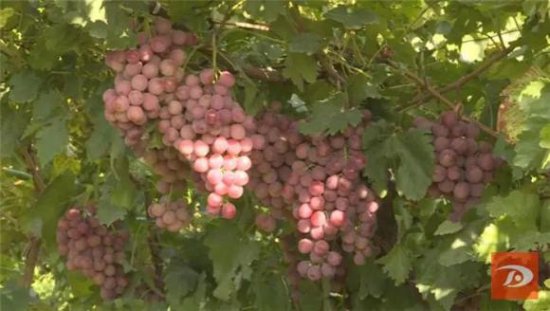 敦煌市肃州镇近7000亩葡萄“苏醒”上架