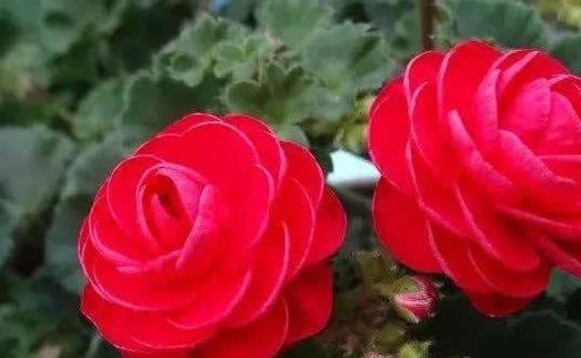 1种“<em>花</em>”，漂亮像玫瑰，花期6个月，花色红艳，<em>适合家庭</em>粗养！