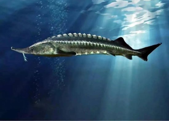 喀纳斯湖发现巨型水怪，参照物对比，长达100米，是<em>什么</em>动物