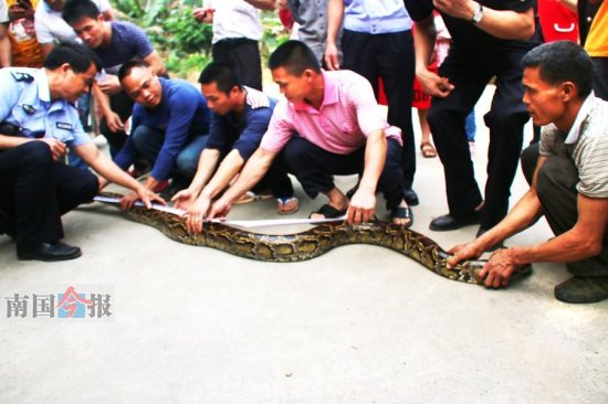 村民扫墓扫出<em>一条</em>大<em>蟒蛇</em> 长3.1米重达19公斤