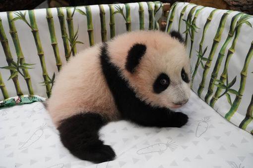 莫斯科动物园园长晒萌图：大熊猫“丁丁”的幼崽会站啦！