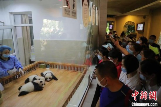 四川援湖北医疗队与大熊猫双胞胎“现场认亲”