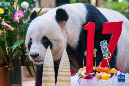 中<em>国旅</em>马大熊猫夫妇喜迎17岁生日