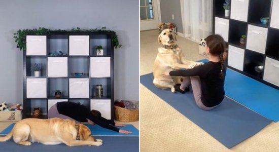 宠物狗和主人一起练瑜伽 动作标准