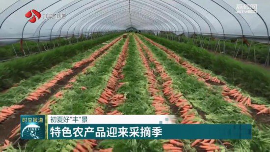初夏好“丰”景 江苏多地特色农产品迎来采收期