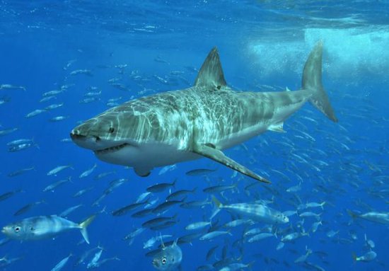 2023年大白鲨全球首杀！一口咬下潜水员的头，大白鲨有多可怕？