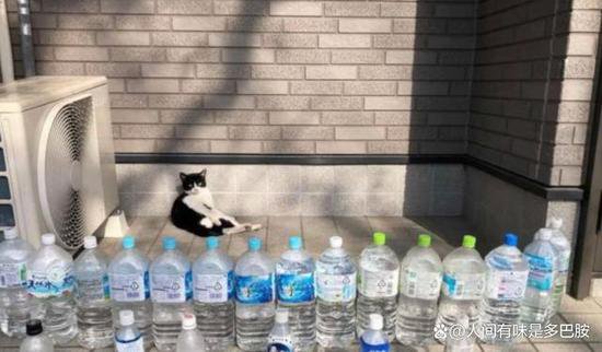 为什么<em>日本人</em>门前爱放整排矿泉水瓶 独特驱猫智慧与生活美学