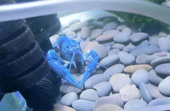 蓝色系入门鳌虾，另类生态缸，照样好玩