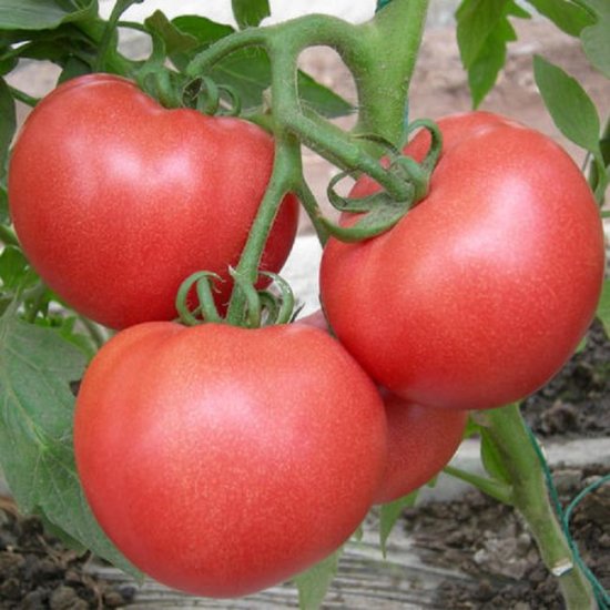 <em>种植</em>西红柿，覆膜种和栽种哪个好？跟着老柿农种就知道哪个<em>才</em>...