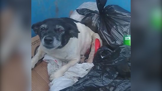 巴西一只病重狗子被主人丢进垃圾桶自生自灭 视频曝光引起网友...