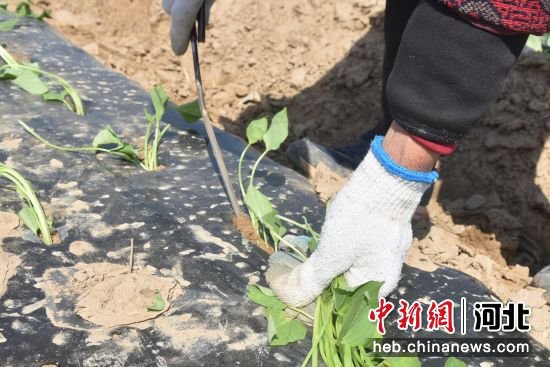 河北景县：小秧苗栽出致富新“薯”光