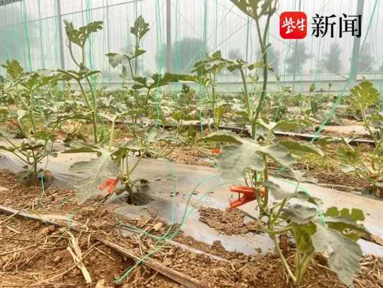 西瓜长在“空中走廊”里！5月到南京江北新区尝尝立体栽培水果吧