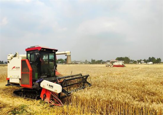 <em>又是一年</em>好“丰”景 德阳市旌阳区17.2万亩小麦开镰收割
