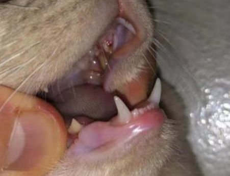 “猫咪牙龈<em>一直在出血</em>，这可怎么办啊？”