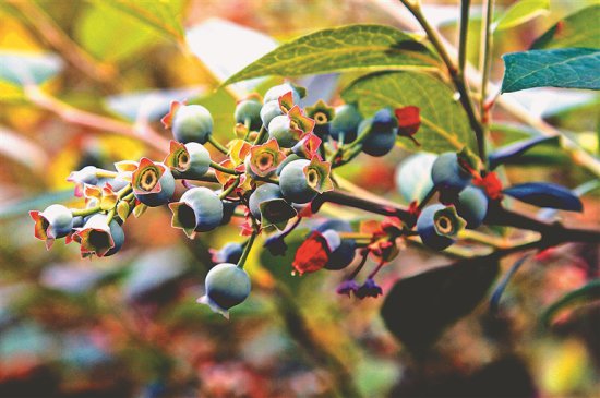 “极寒之地”蓝莓满枝
