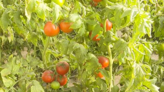 叶城县：温室大棚西红柿“正当红”