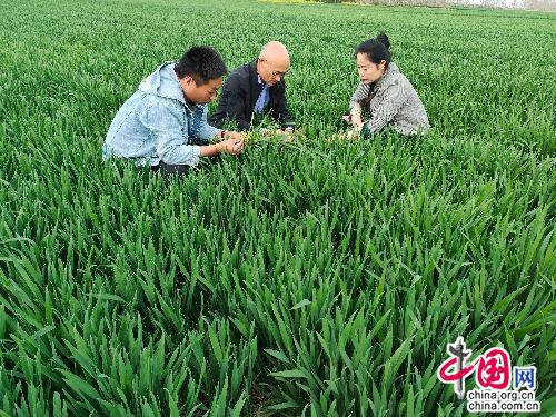 柘城县农业农村局：多举措加强春季麦田管理