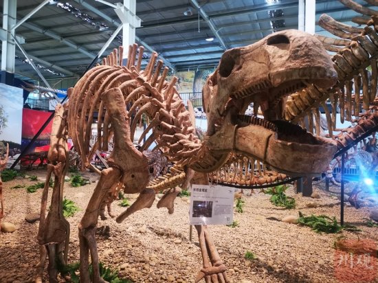 <em>世界</em>之最！崇州这家博物馆里藏着一条身长近40米的化石<em>恐龙</em>