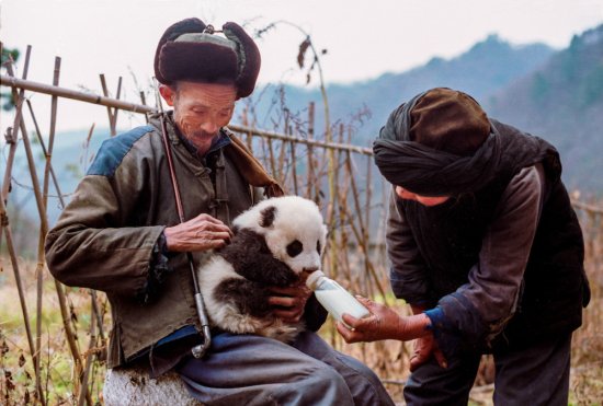 叶广芩扎根秦岭深处多年，用小说讲述孩子和大熊猫的奇妙相遇