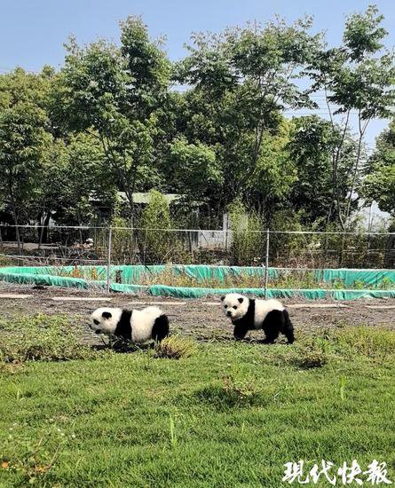 火遍全网的“熊猫犬”是哪来的，已有20多家动物园展出