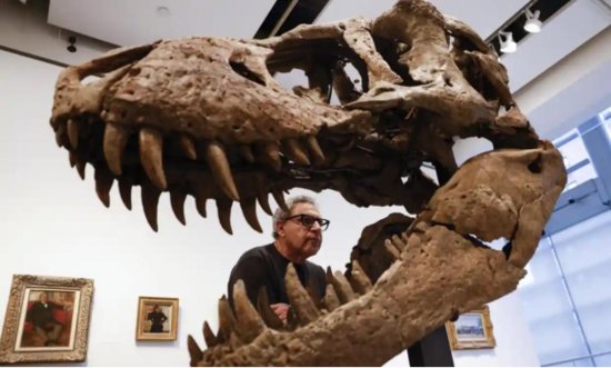 7600万年前<em>霸王龙</em>头骨化石将被拍卖，估价或达2千万美元