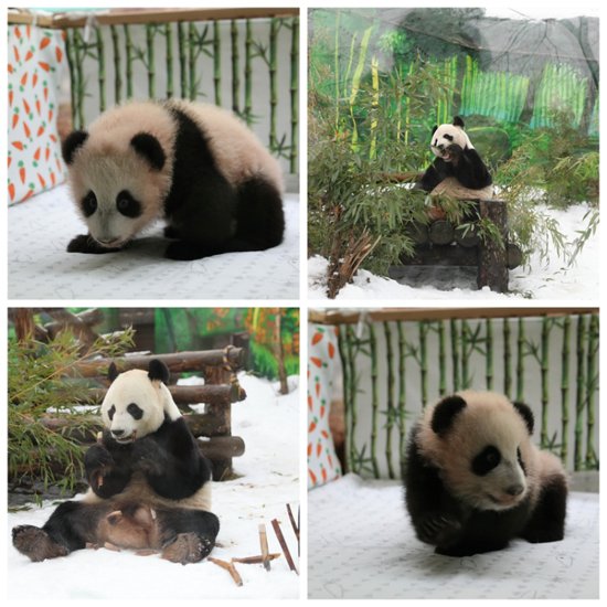 中国驻俄罗斯使馆公使孙炜东看望旅俄大熊猫和新生大熊猫<em>幼崽</em>