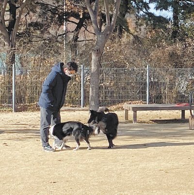 韩国：<em>对宠物</em>主人进行考试和培训