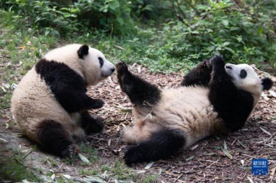 大熊猫<em>龙凤胎</em>姐弟“和花”“和叶”迎来两岁生日[组图]