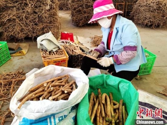 探访青海黄芪种植加工“领跑基地”：生态种药，土地“生金”