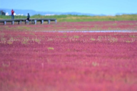 <em>北海道</em>能取湖畔的紫红色厚岸草美景迎来最佳观赏期
