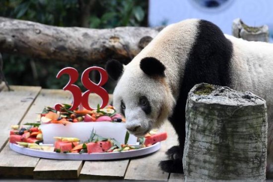 全球最年长<em>圈养</em>大熊猫“新星”去世