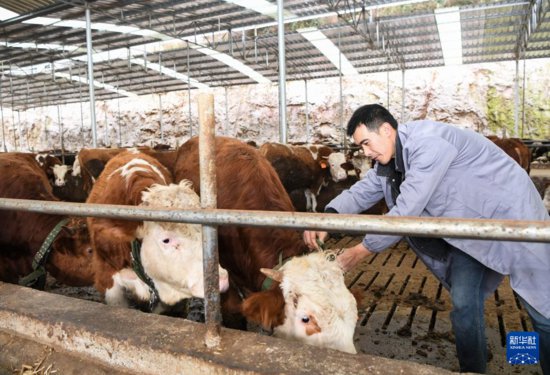高高的山上万头牛——重庆黔江牛产业走笔