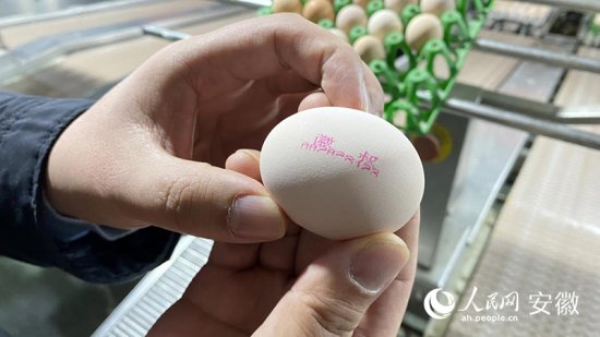 安徽泗县：数字赋能让蛋鸡养殖更“智慧”