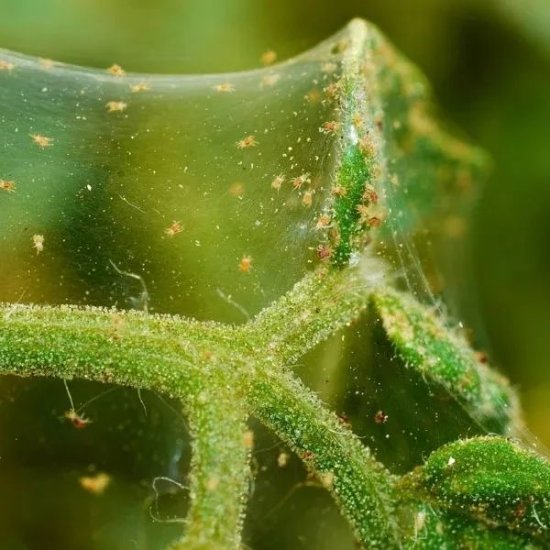 家里<em>的盆栽</em>植物也会感染红蜘蛛，要用<em>什么</em>方法来清除？