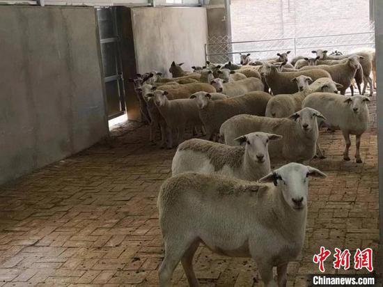 <em>陕西</em>最大规模进口种羊顺利入境