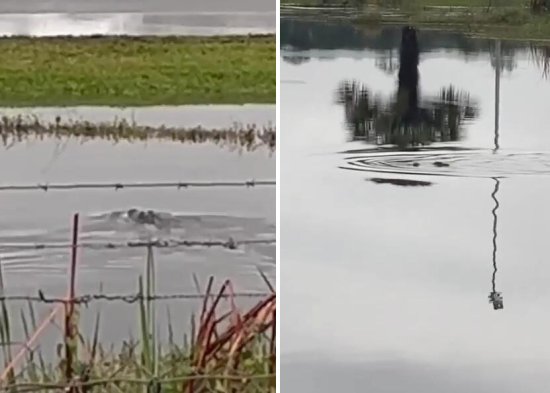 美国一赛车手在水池里玩遥控船时 船被<em>鳄鱼</em>一口咬住