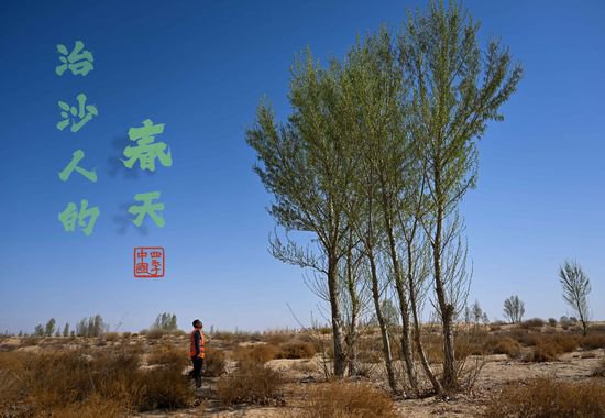 四季中国丨治沙更增收 大漠治沙人的春天