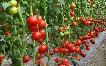 西红柿的最佳<em>种植</em>时间是<em>几月份</em>？科学的<em>种植</em>大大的提高你的产量
