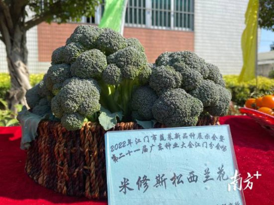 江门举办<em>蔬菜</em>新品种展示会，现场“晒出”668个新品种