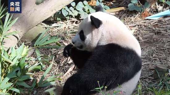 大熊猫叻叻即将回国 新加坡举行欢送仪式