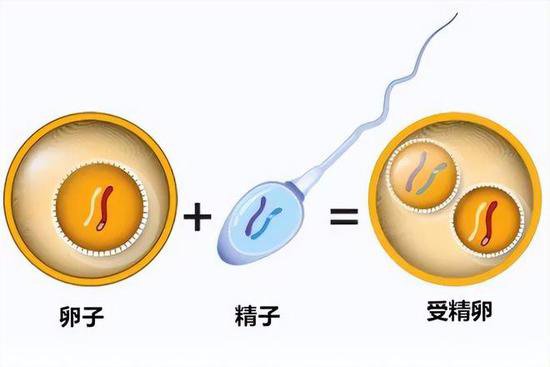 人类卵子体积是精子的1000<em>万倍</em>，还会主动选择心仪的精子！
