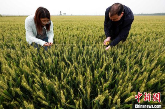 夏粮丰收在望 河北农技人员为小麦量“<em>身高体重</em>”