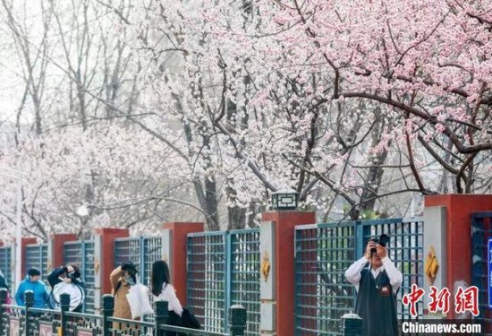 北京推出132处公园赏花片区 丰富民众出游体验