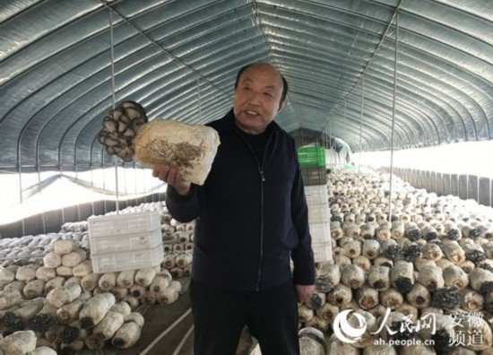 “中国好人”丁伦保和他的<em>蘑菇</em>世界